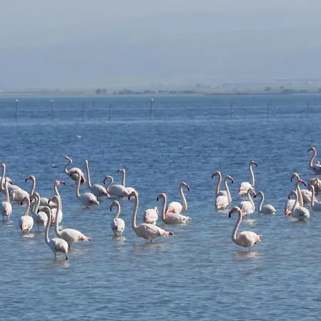 Flamingo Lesina